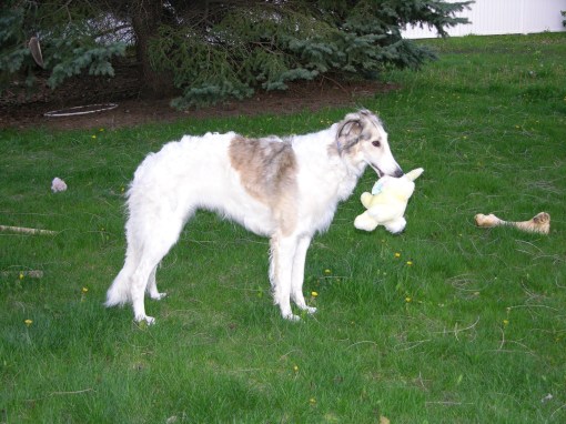Although my neighbor referred to her as "Satan's Spawn," Sweet Pea did have her playful side.