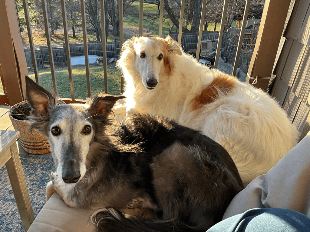 Ralph (left) and Louie, Silken Windhounds, my four-legged guardians.