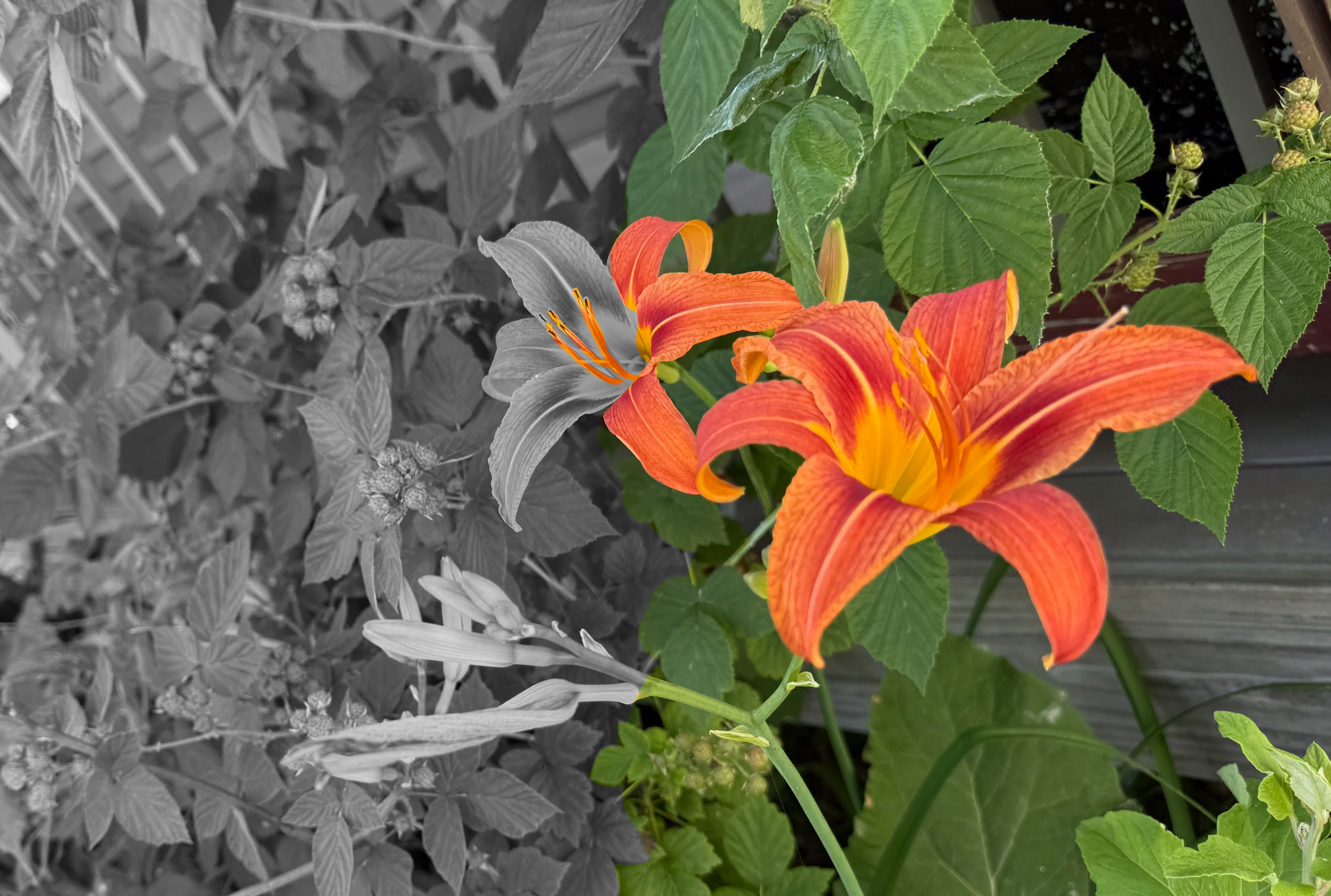 Tiger Lillies and wild Black Raspberries before they’d ripened. Shown in split screen black and white on one half and color on the other half. Photo by author.
